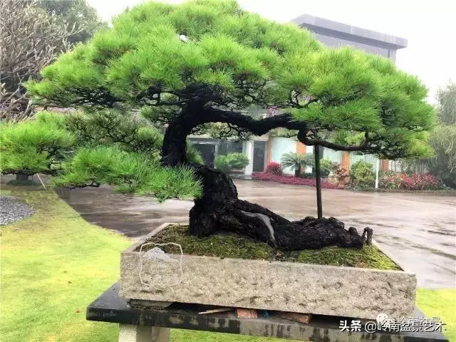 大拖根,太美了!!!