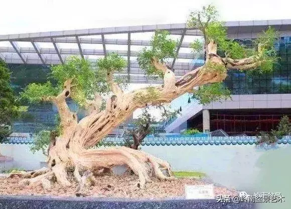 大拖根,太美了!!!