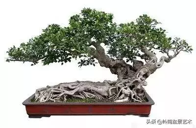 大拖根,太美了!!!