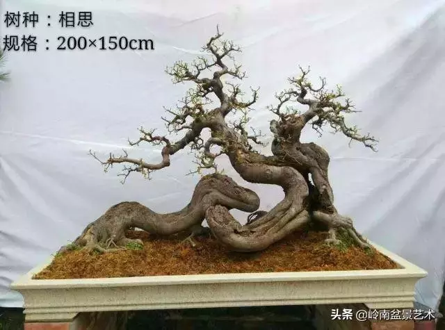 大拖根,太美了!!!