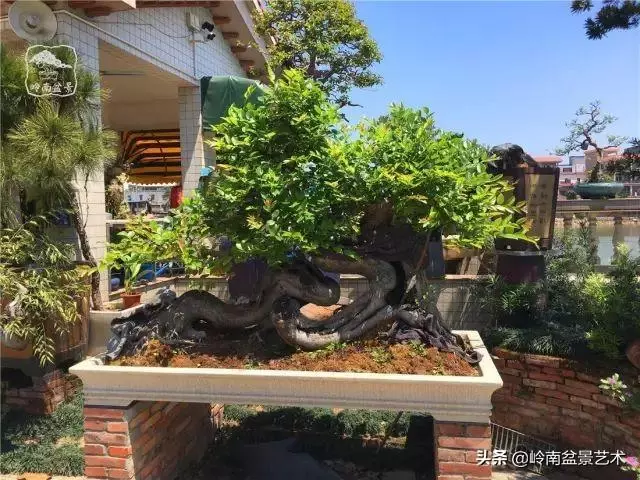 大拖根,太美了!!!