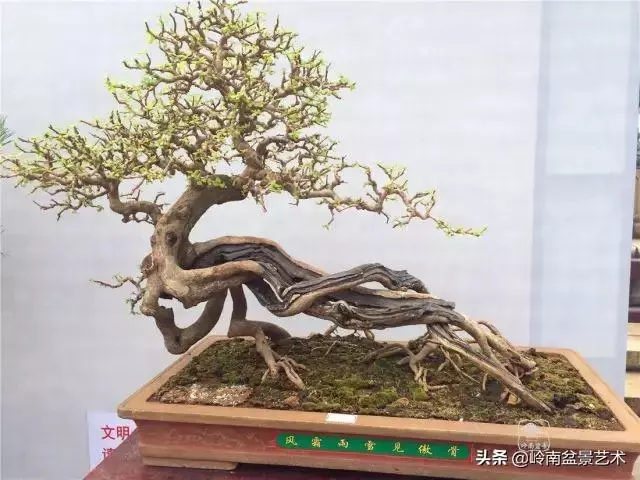 大拖根,太美了!!!