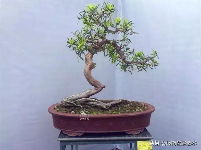 大拖根,太美了!!!