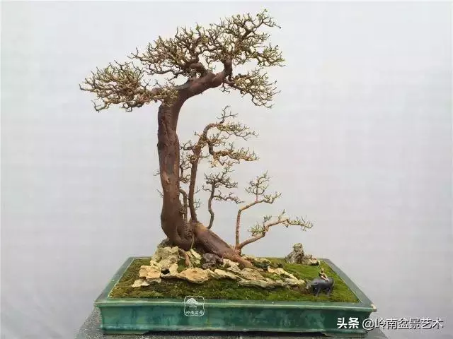 大拖根,太美了!!!