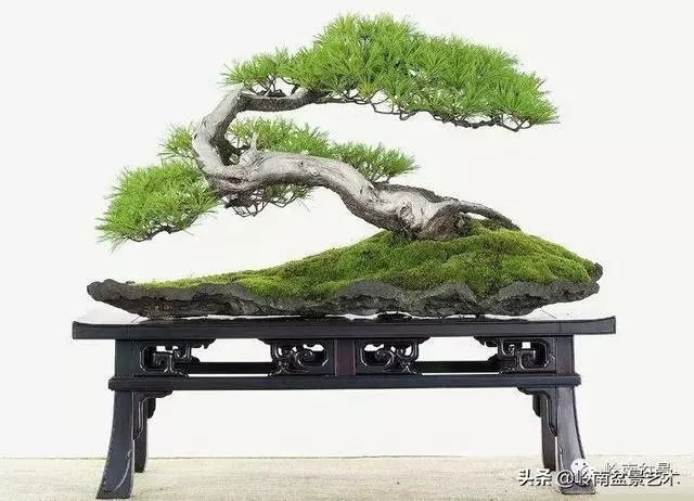 大拖根,太美了!!!