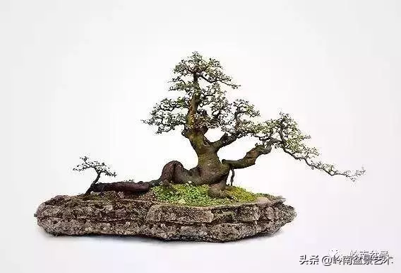 大拖根,太美了!!!