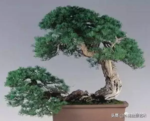 大拖根,太美了!!!
