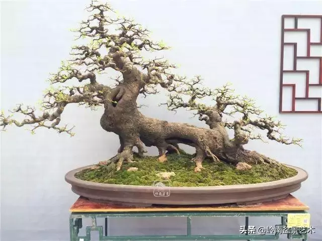 大拖根,太美了!!!