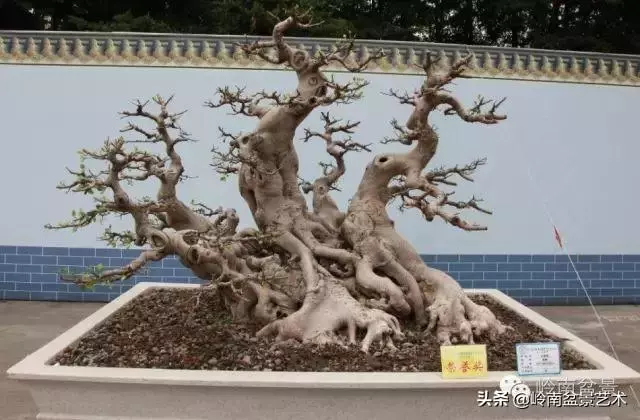 大拖根,太美了!!!