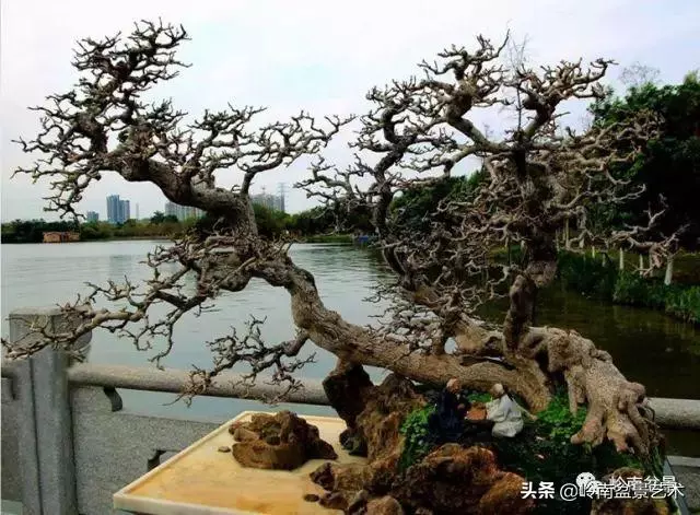 大拖根,太美了!!!