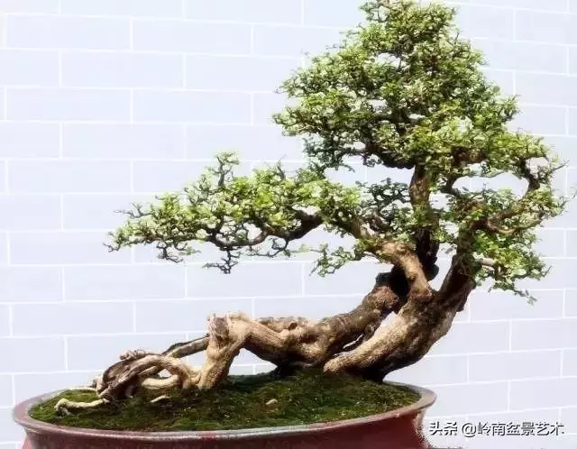 大拖根,太美了!!!