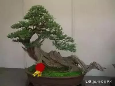 大拖根,太美了!!!