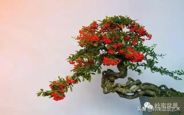 大拖根,太美了!!!