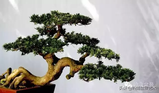 大拖根,太美了!!!