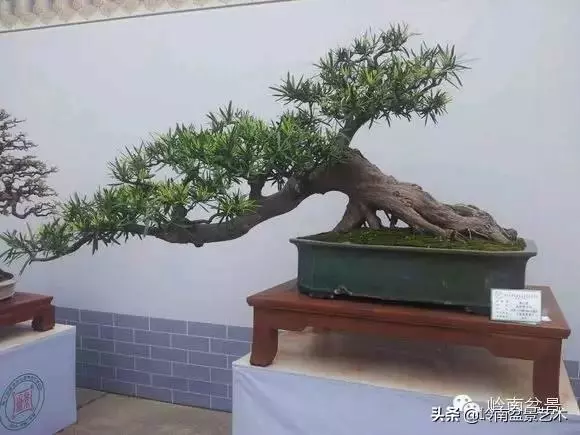 大拖根,太美了!!!
