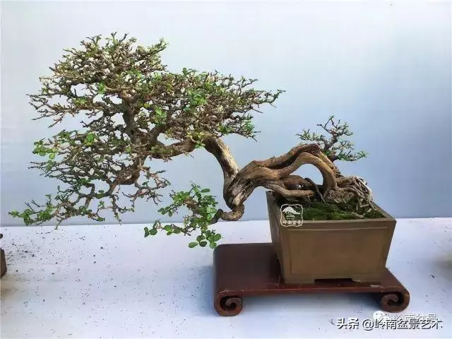 大拖根,太美了!!!