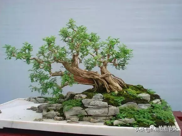 大拖根,太美了!!!
