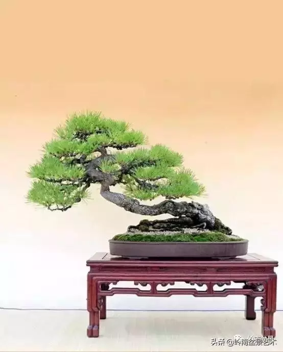 大拖根,太美了!!!