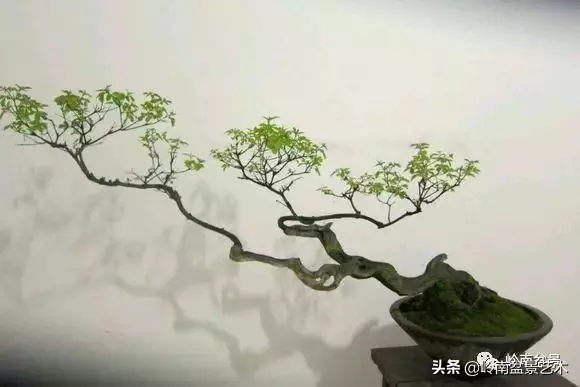 大拖根,太美了!!!
