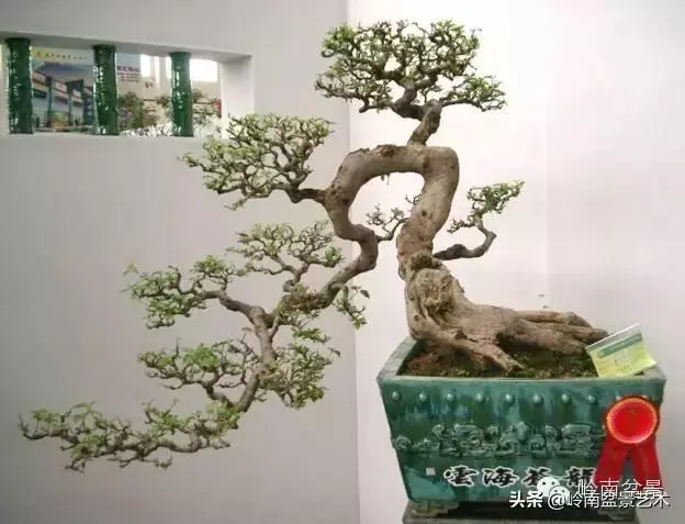 大拖根,太美了!!!