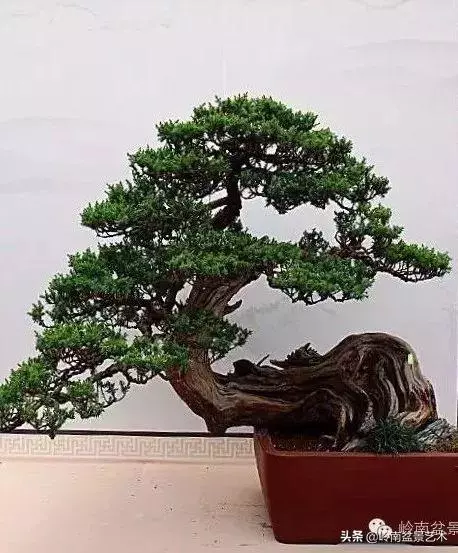 大拖根,太美了!!!