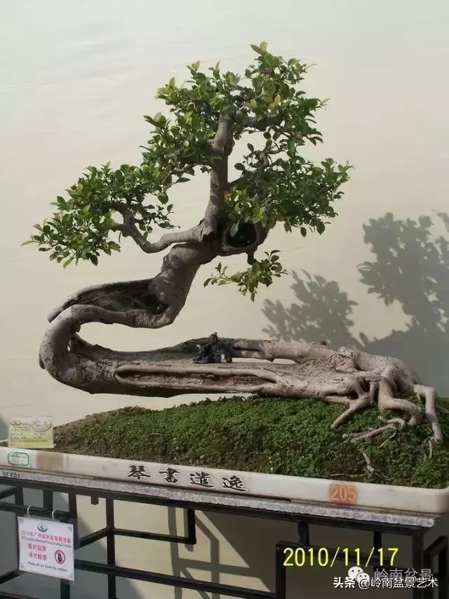 大拖根,太美了!!!