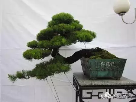 大拖根,太美了!!!