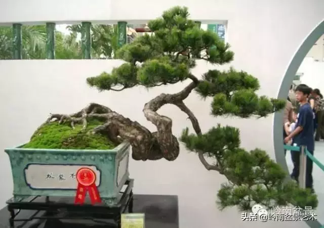 大拖根,太美了!!!