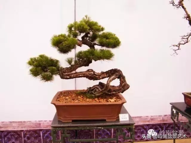 大拖根,太美了!!!