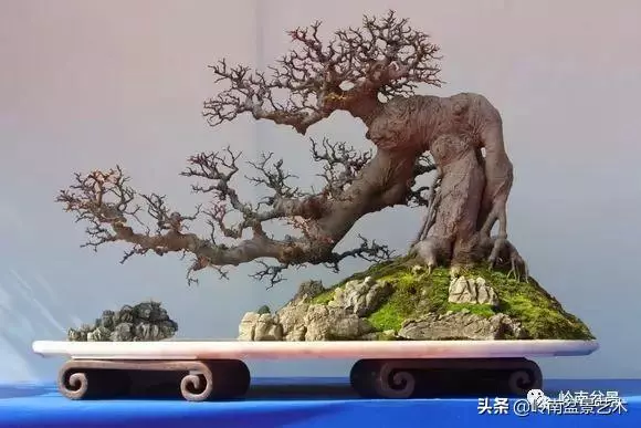 大拖根,太美了!!!