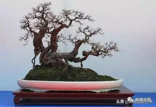 大拖根,太美了!!!