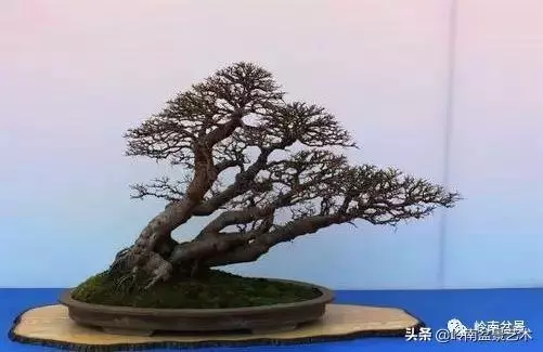 大拖根,太美了!!!