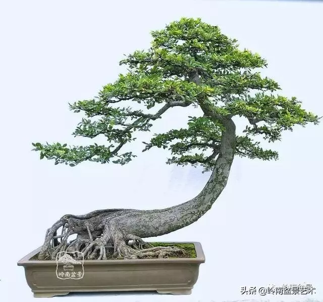 大拖根,太美了!!!