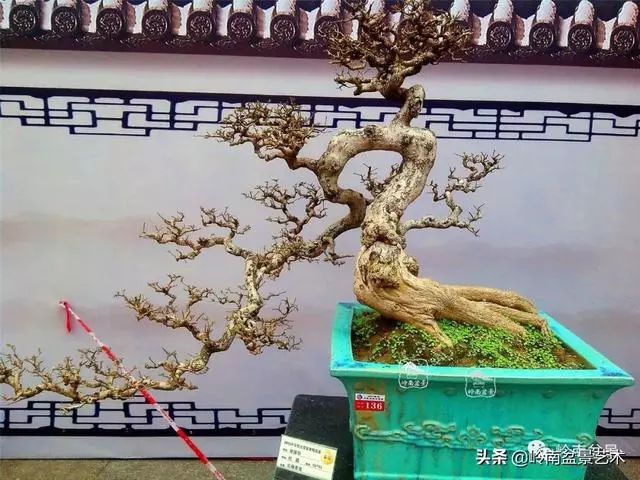 大拖根,太美了!!!