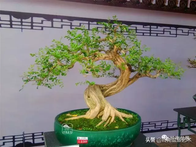 大拖根,太美了!!!