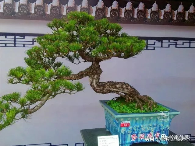 大拖根,太美了!!!