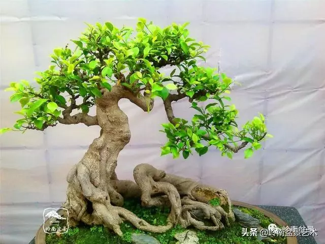 大拖根,太美了!!!