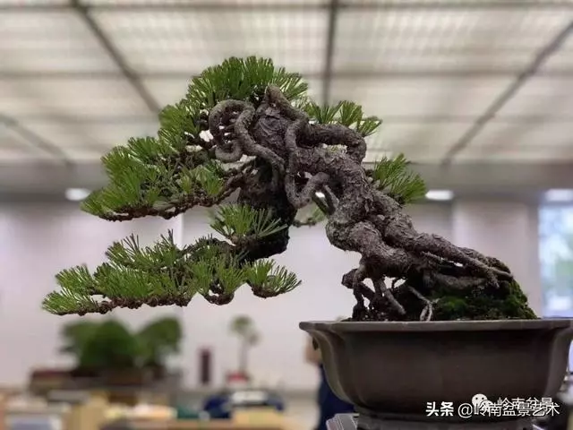 大拖根,太美了!!!