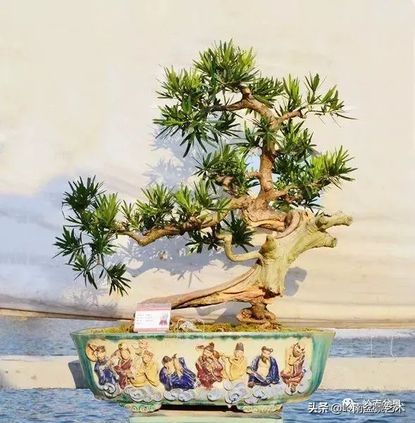 大拖根,太美了!!!