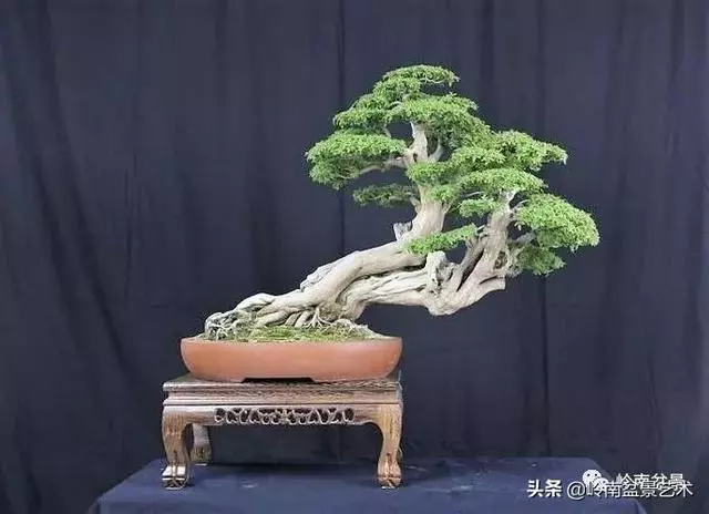 大拖根,太美了!!!
