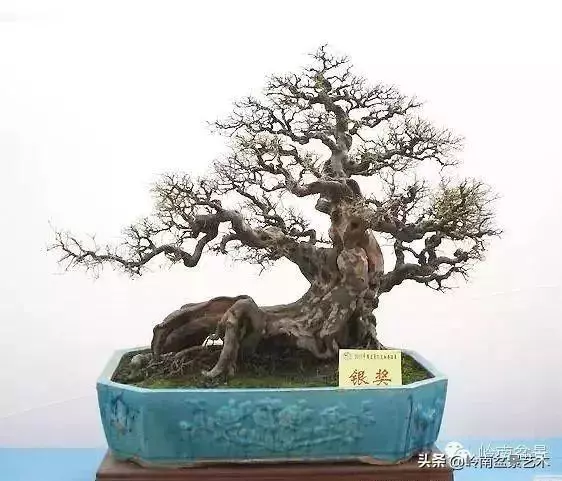 大拖根,太美了!!!