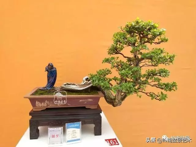 大拖根,太美了!!!