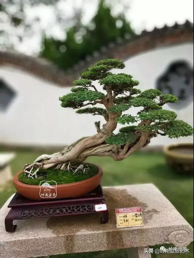 大拖根,太美了!!!