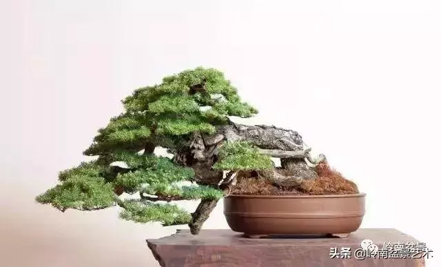 大拖根,太美了!!!
