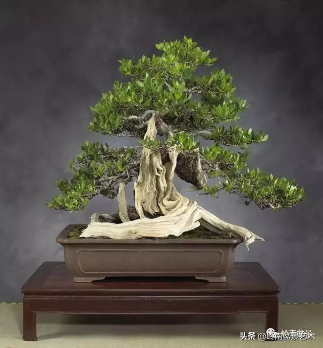大拖根,太美了!!!