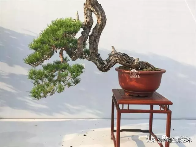 大拖根,太美了!!!