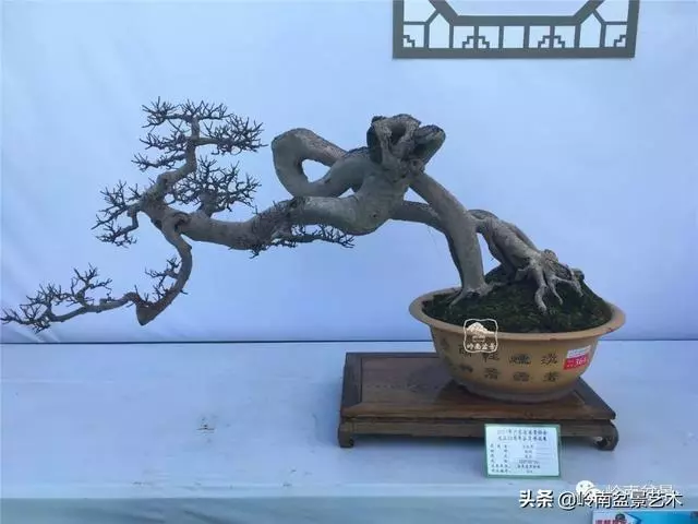 大拖根,太美了!!!