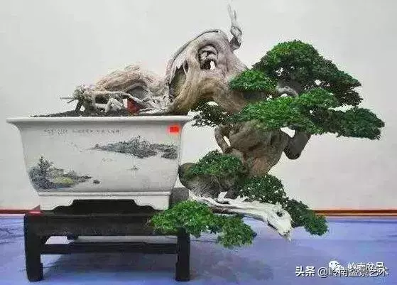 大拖根,太美了!!!
