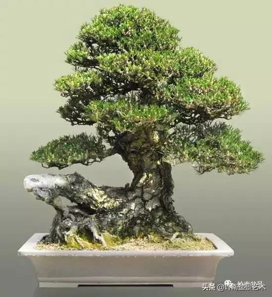 大拖根,太美了!!!