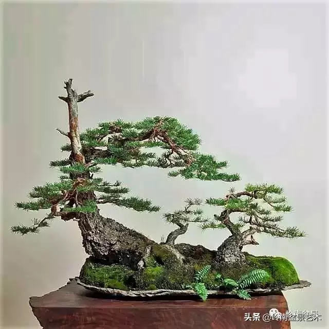 大拖根,太美了!!!